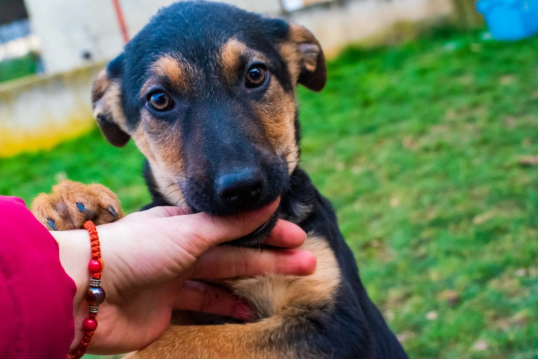 A close-up of a black and tan puppy being gently held by a person with a red bracelet on their wrist outside on a grassy area.