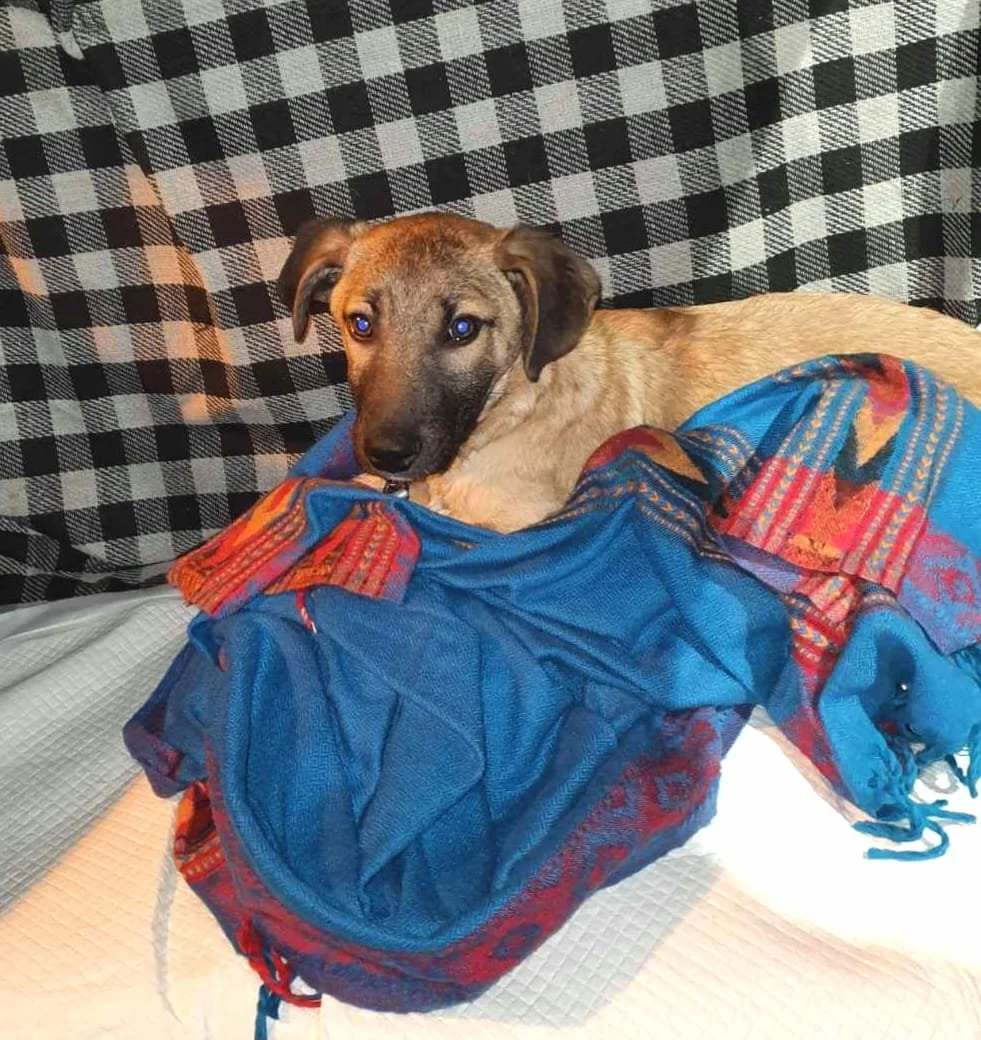 A dog with a tan and black coat resting on blue and red fabric, against a black and white checkered background.