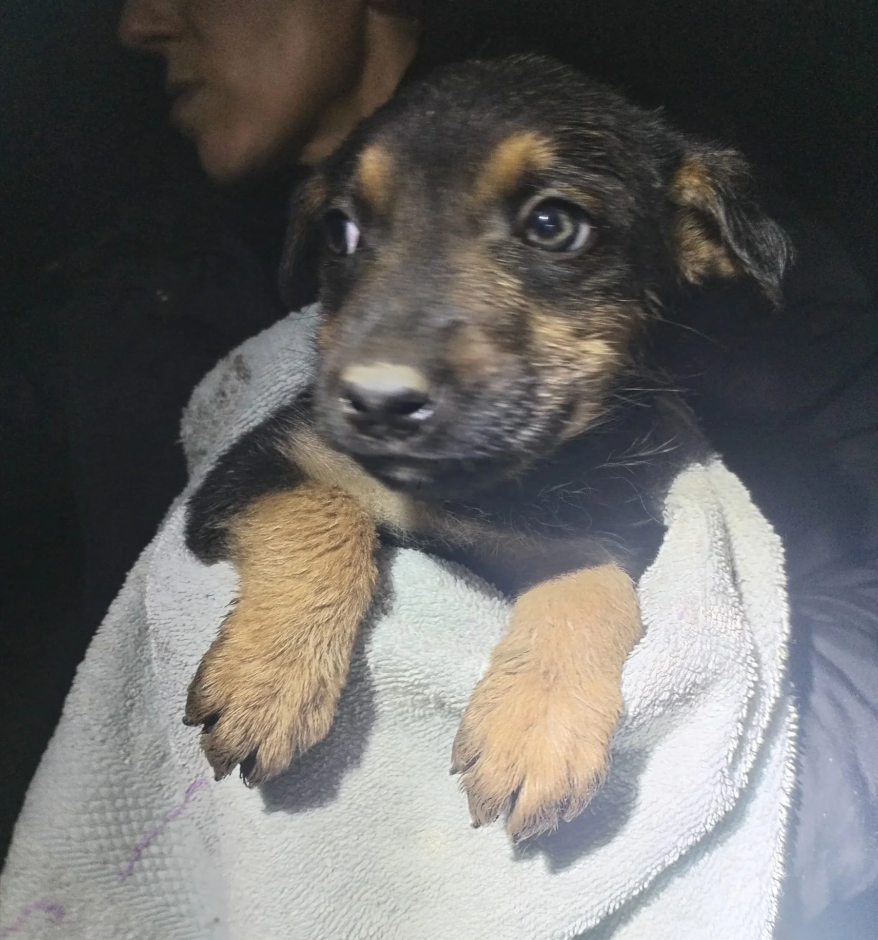 A small puppy with brown and black fur, being held by a person wrapped in a gray towel.
