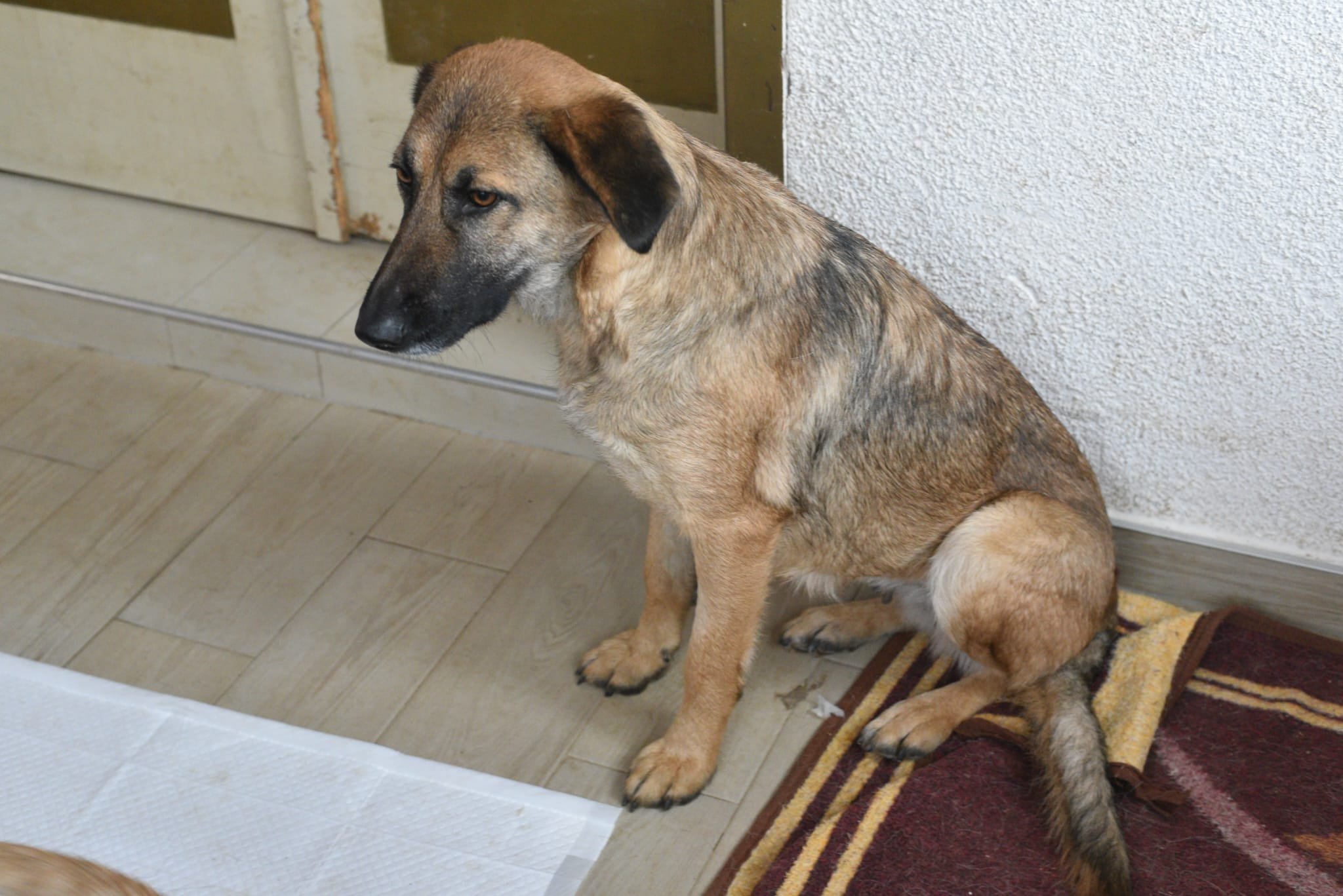 A sitting dog with a tan body and black facial markings, looking to the side, near a textured wall and a door.