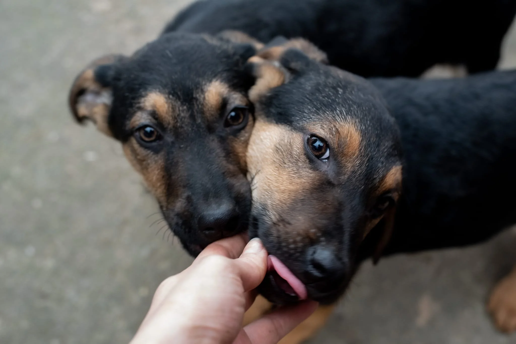 Two puppies with black and brown fur being gently touched on their faces by a person's hand, with a blurred outdoor background.