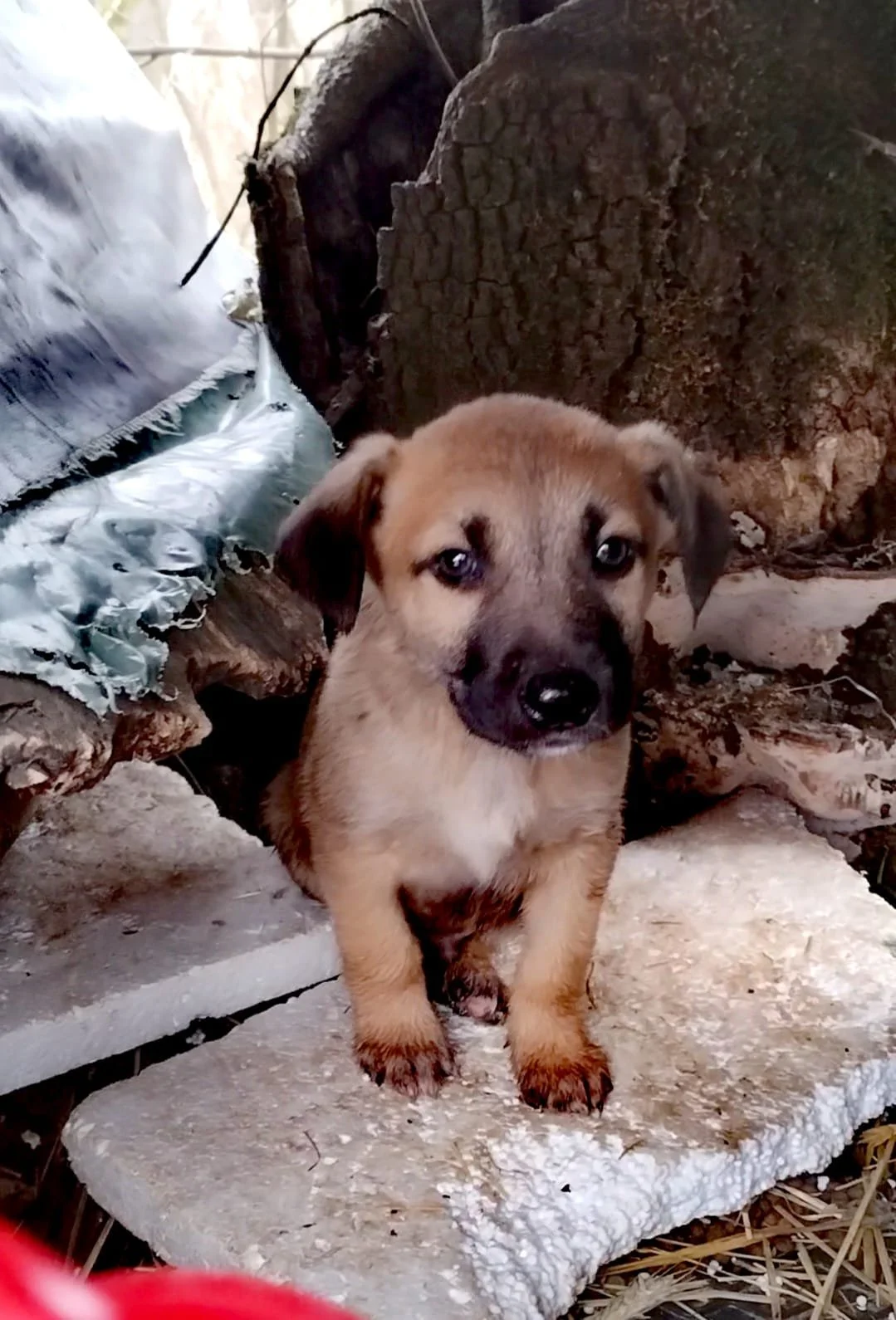 A cute brown puppy with black markings sitting on a stone surface outside, surrounded by tree trunks and debris.