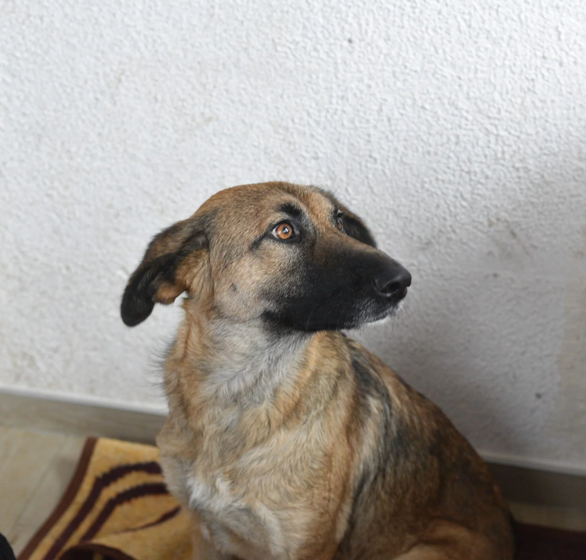 A brown and black dog sitting on a multicolored rug near a textured white wall, looking to the left.