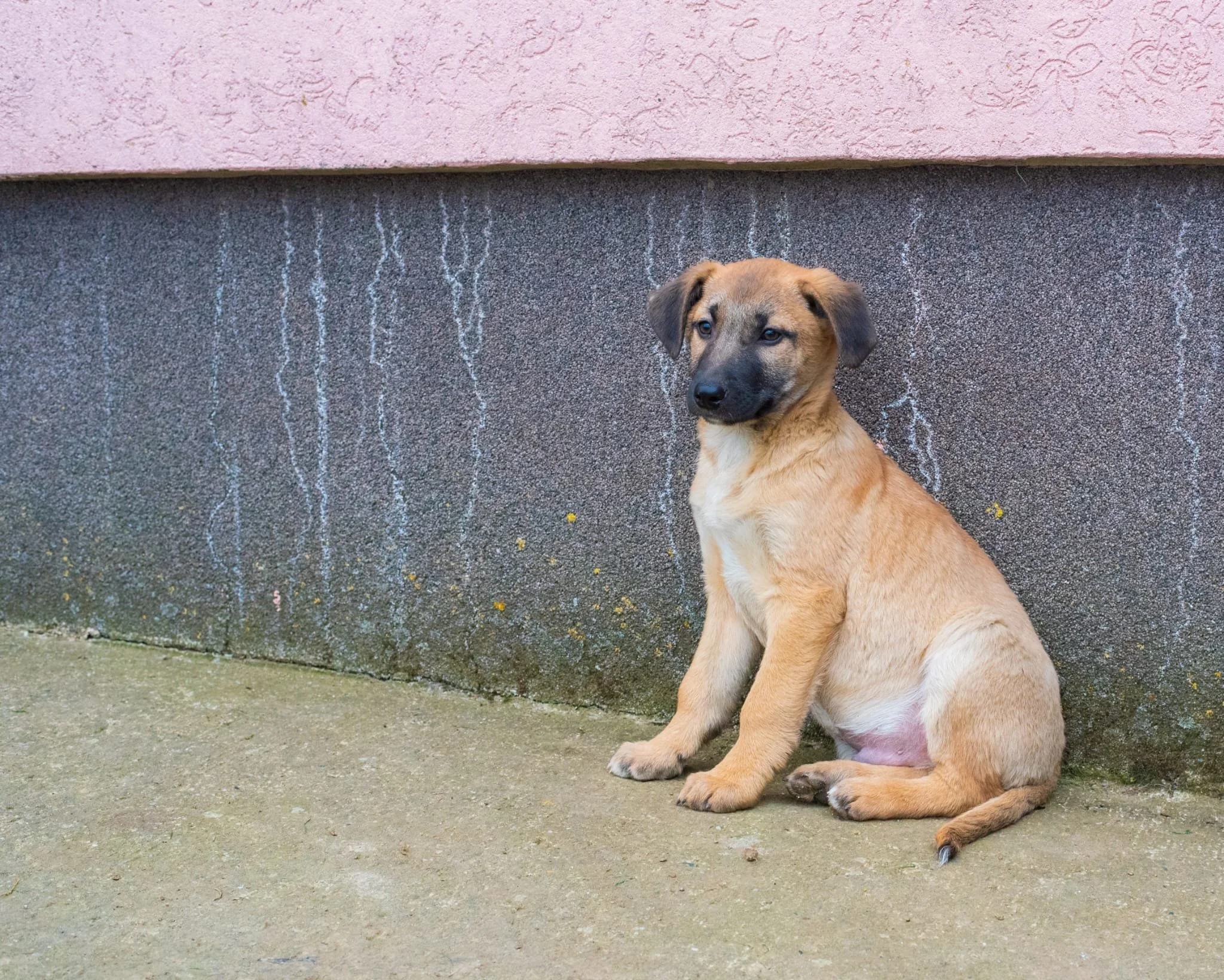 A tan puppy with a black face sitting on concrete pavement against a textured wall with pink and brown surfaces.