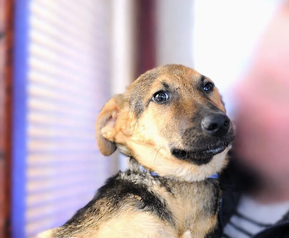 Close-up of a young puppy with brown and black fur, looking sideways in an indoor setting with blurred background.
