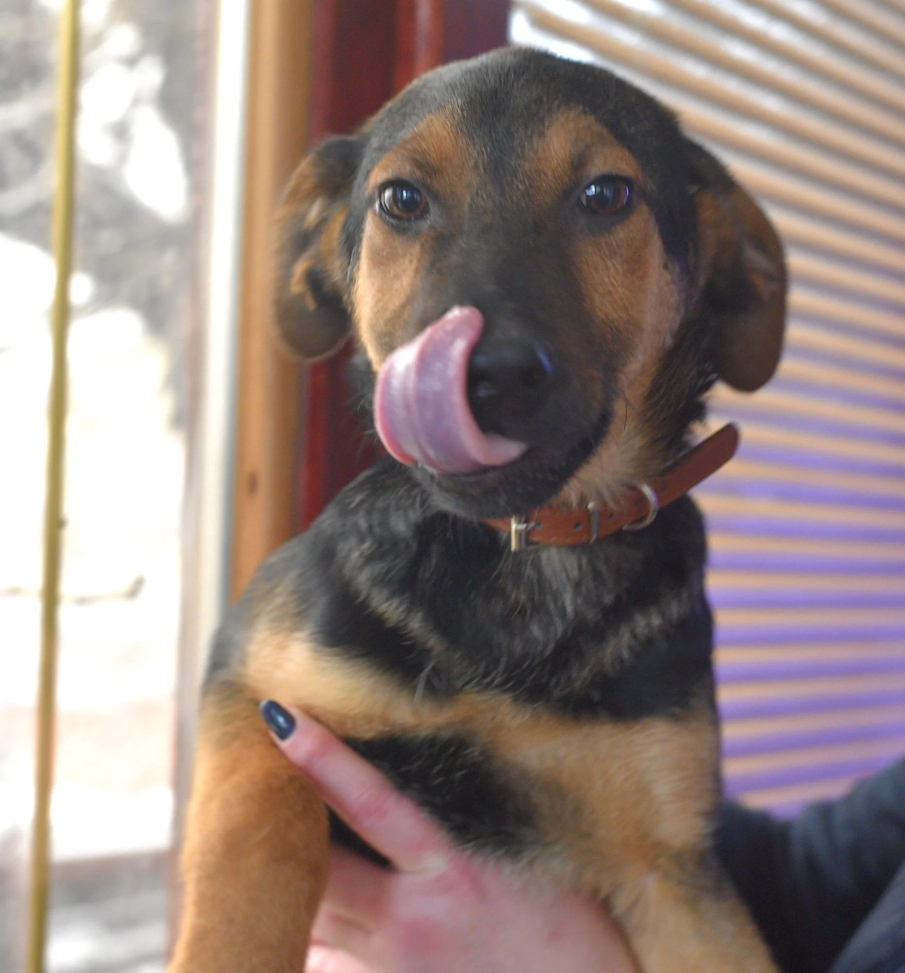 A black and tan puppy with a brown collar, licking its nose, being held by a person with painted nails inside a room near a window.