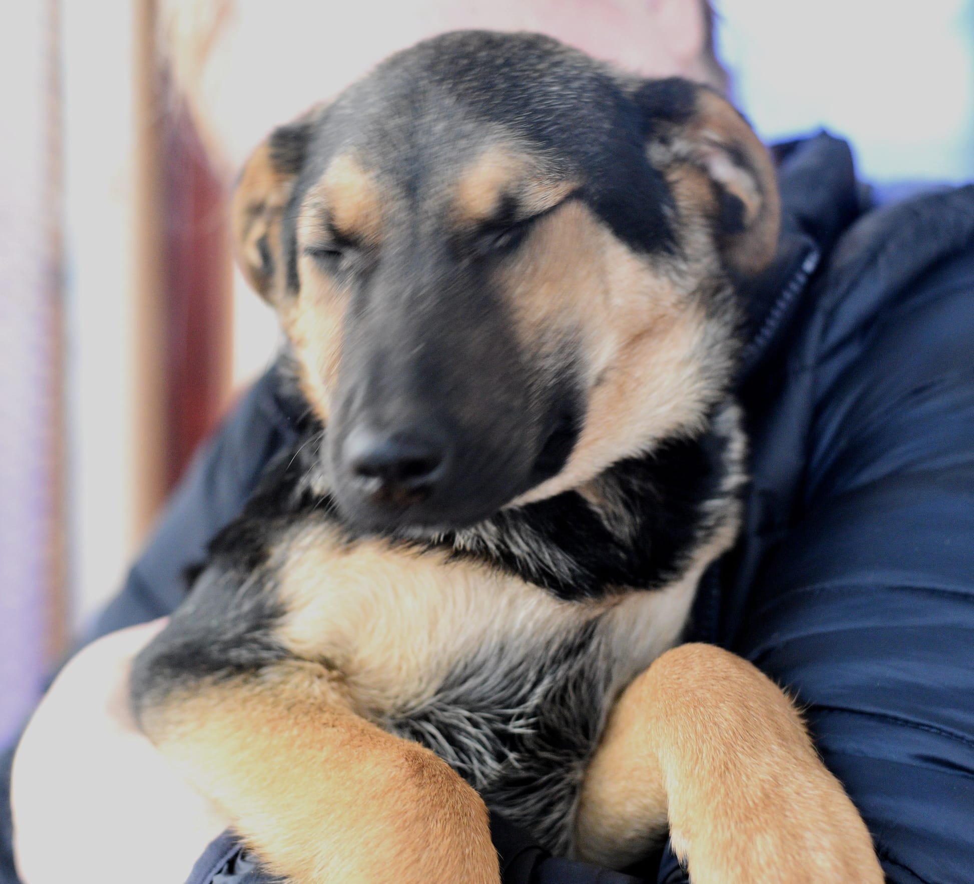 A young dog with black and tan fur is sleeping peacefully, being held closely by a person in a dark jacket.