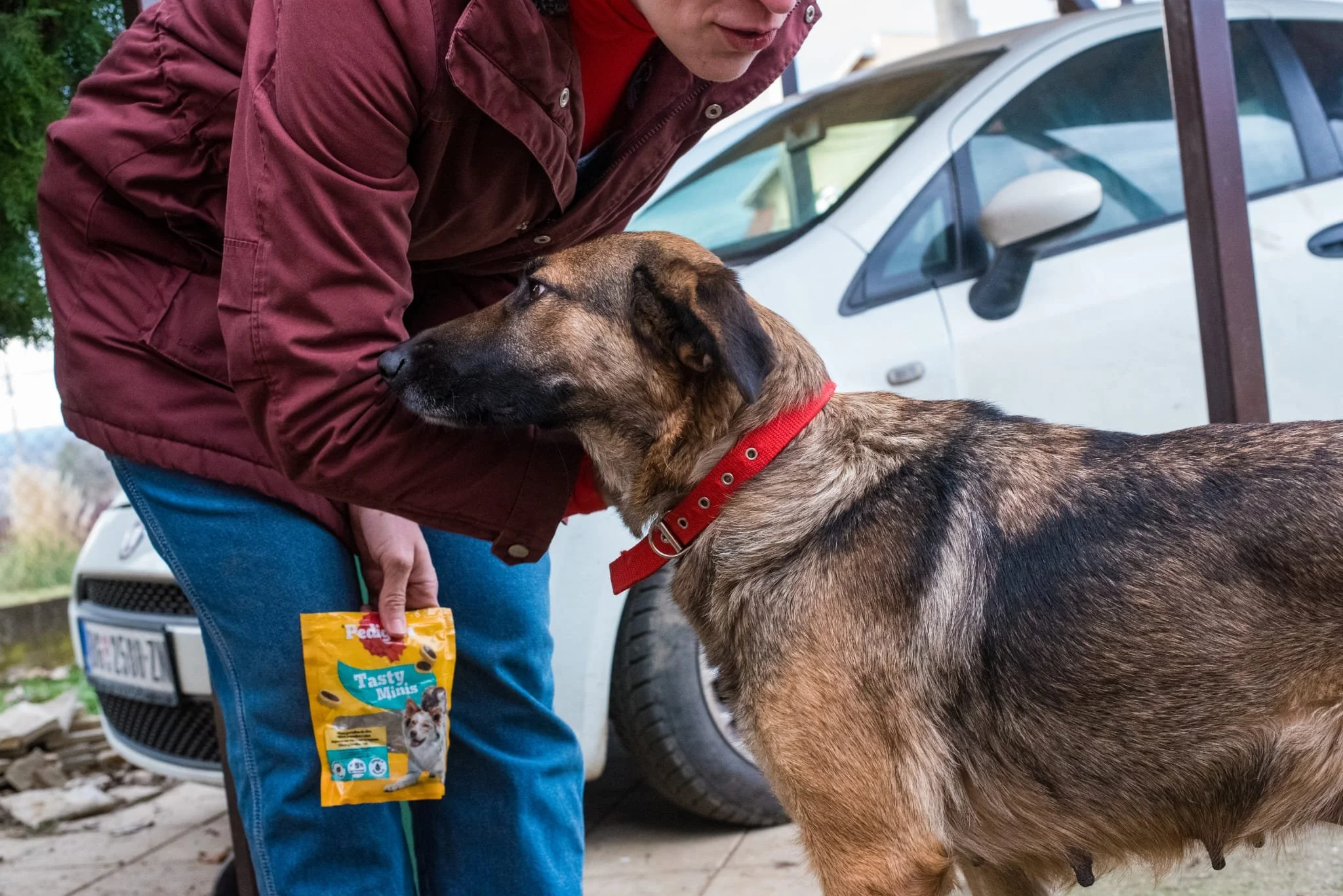 A person in a red jacket and blue pants is giving a treat to a large brown and black dog with a red collar outside near a white car.