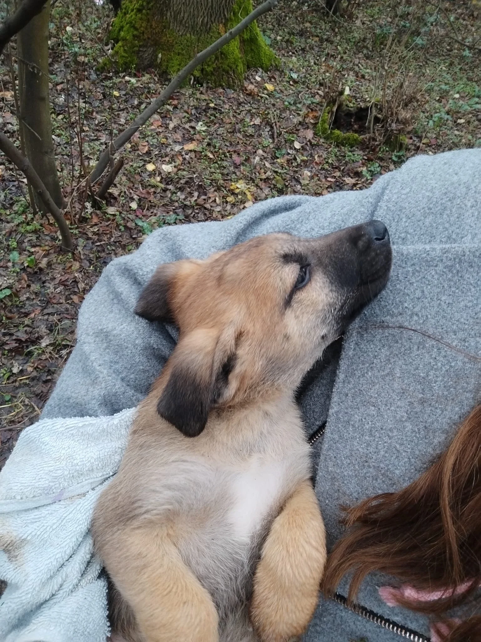 A puppy sleeping on a person's chest outdoors in a wooded area.