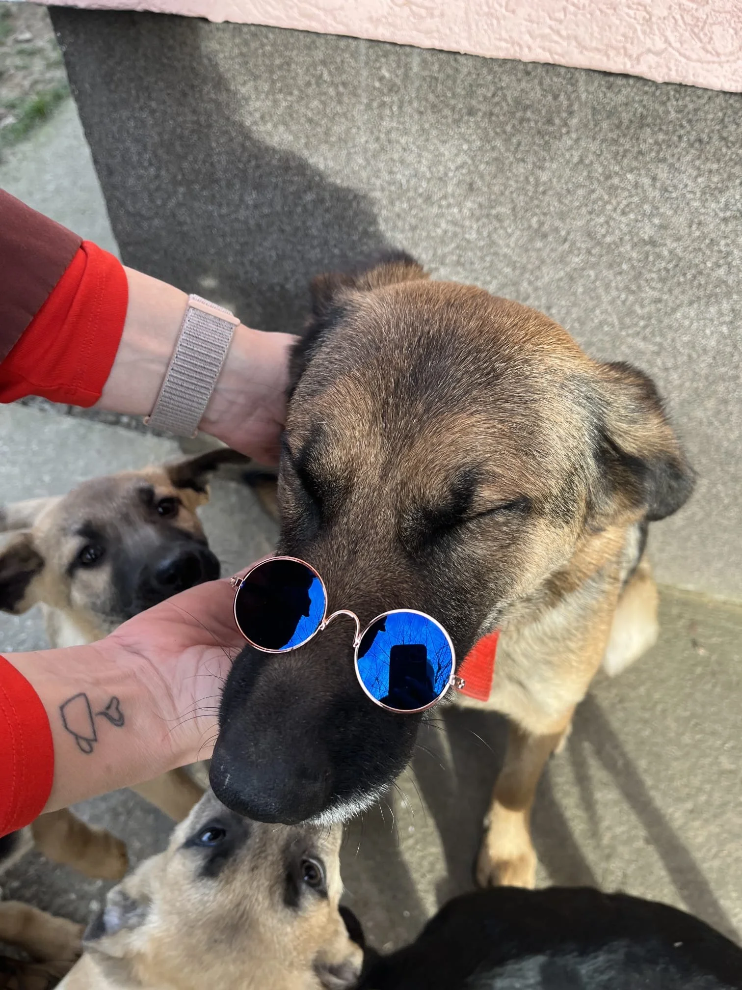 Person petting a large dog wearing sunglasses, with two other dogs looking up at the large dog.
