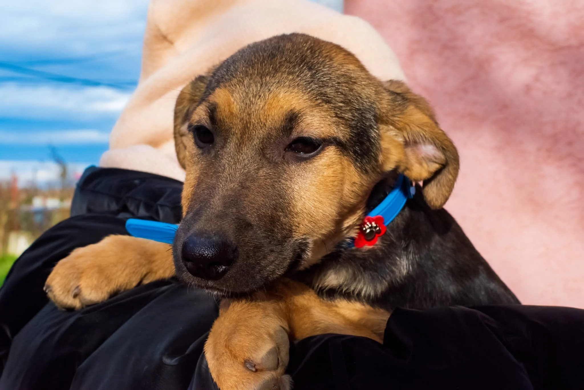 A young puppy with a brown and black coat resting its head on a person's lap, wearing a blue collar with a red flower-shaped tag. The background shows a partly cloudy sky and some distant landscape.