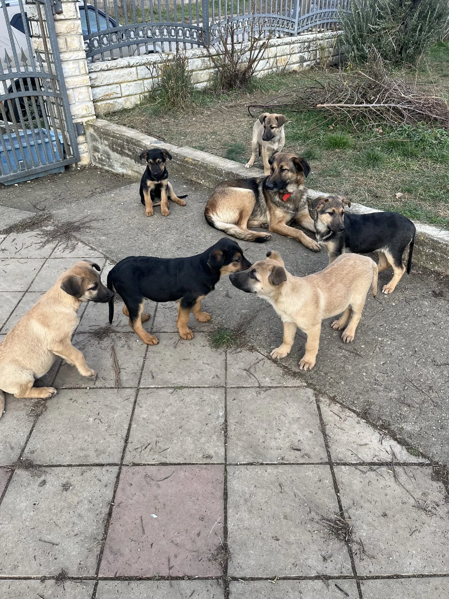 Eight puppies of various colors and breeds gathered outdoors on a concrete patio and grassy area, some sitting and some standing, near a fenced yard.