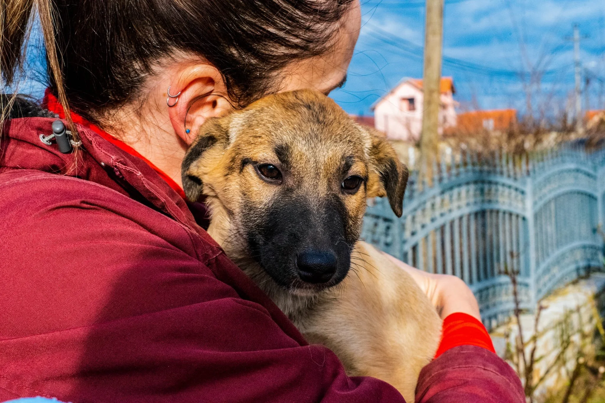 A person wearing a red jacket holding a tan and black puppy close to their chest outdoors, with houses and a fence visible in the background.