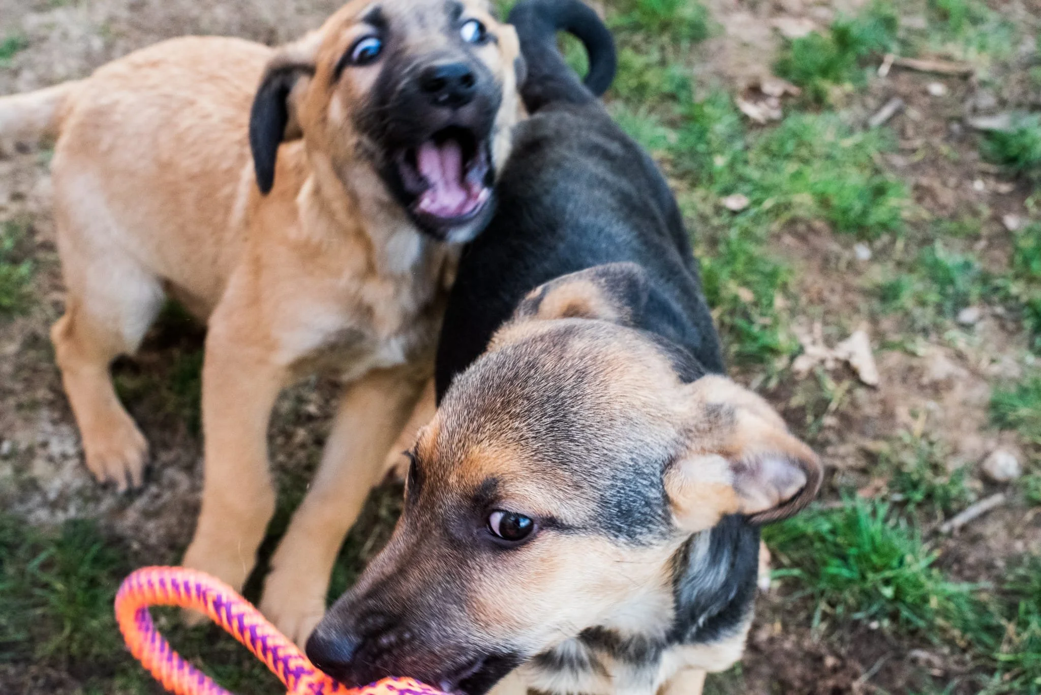 Three puppies playing outside on grass and dirt, one is biting another's neck while the third looks to the side with a pink toy nearby.