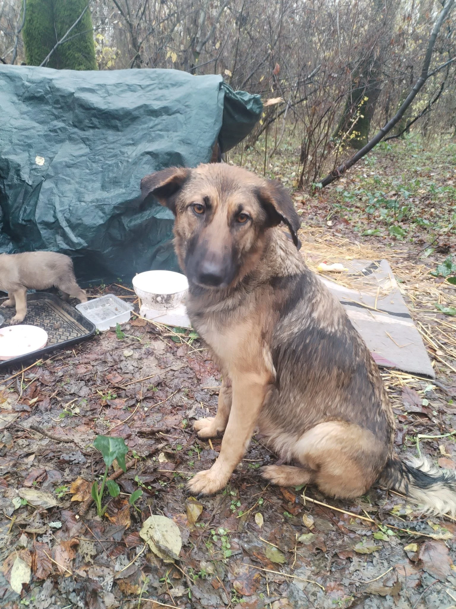 A wet dog with a grayish-brown coat sitting on muddy ground in a wooded area, looking at the camera. There are two bowls and a plastic container nearby, and a smaller puppy is partially visible to the left.