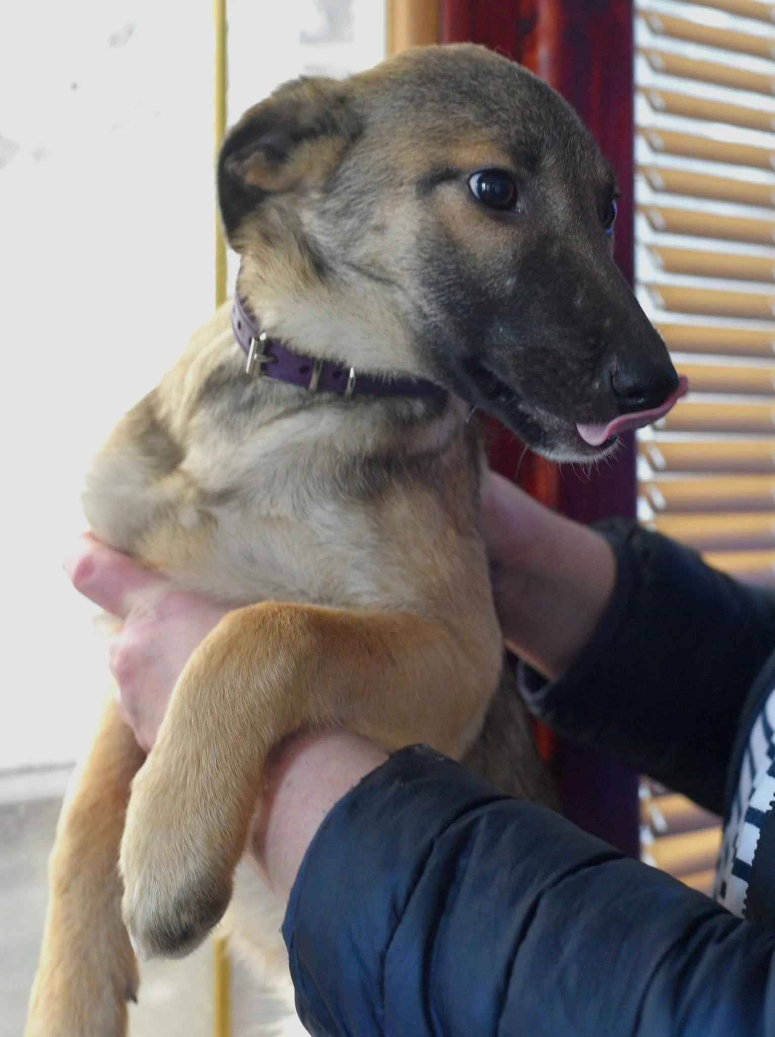A person holds a young puppy with a brown and black coat indoors near window blinds, and the puppy is licking its nose.