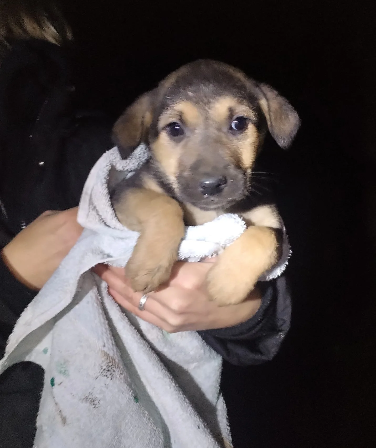 A person holding a small puppy wrapped in a towel against a dark background.