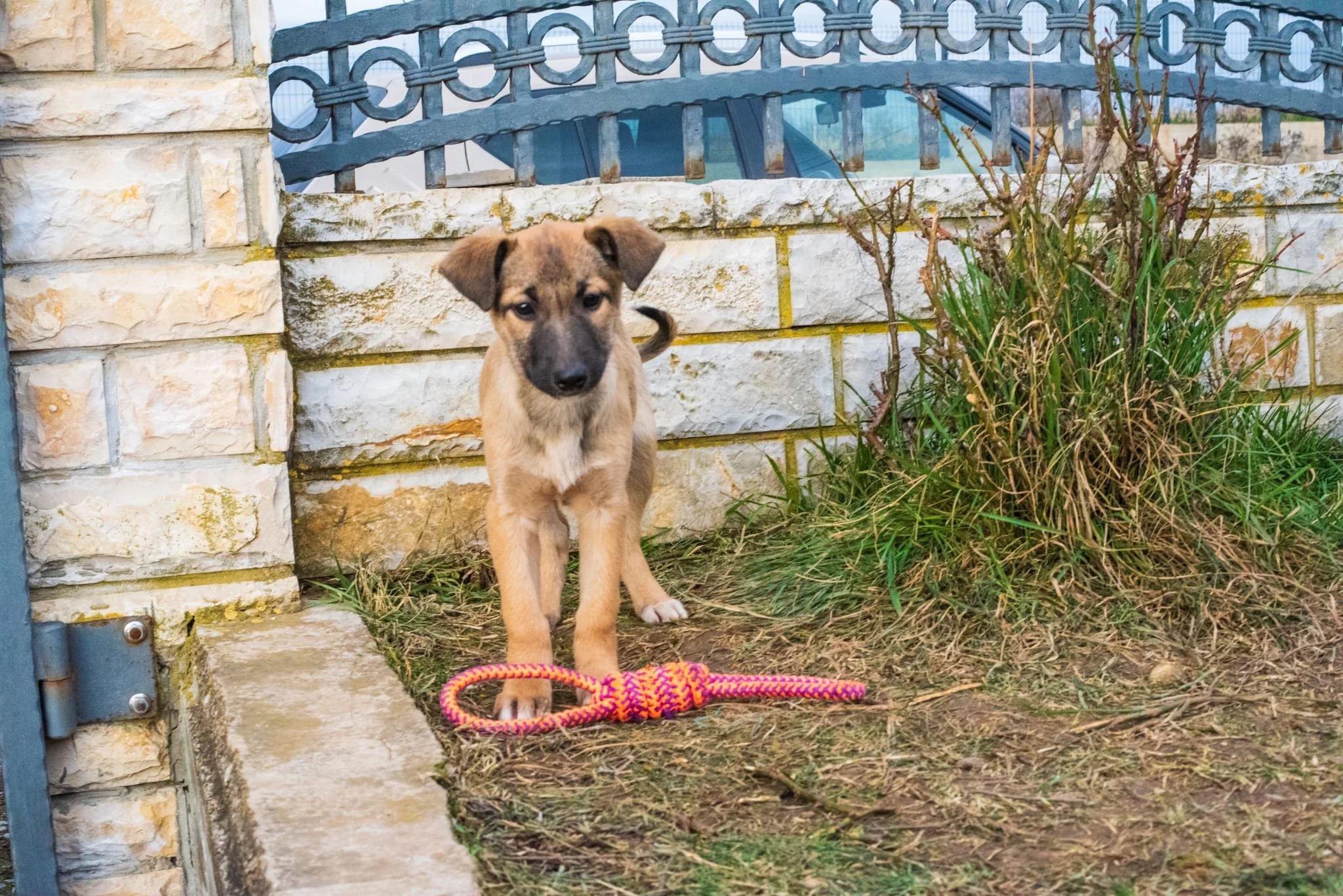 A cute puppy with a tan coat and black face markings sits outdoors on dirt next to a pink and orange leash. There is a brick wall and a black metal fence behind the puppy, along with some green plants.