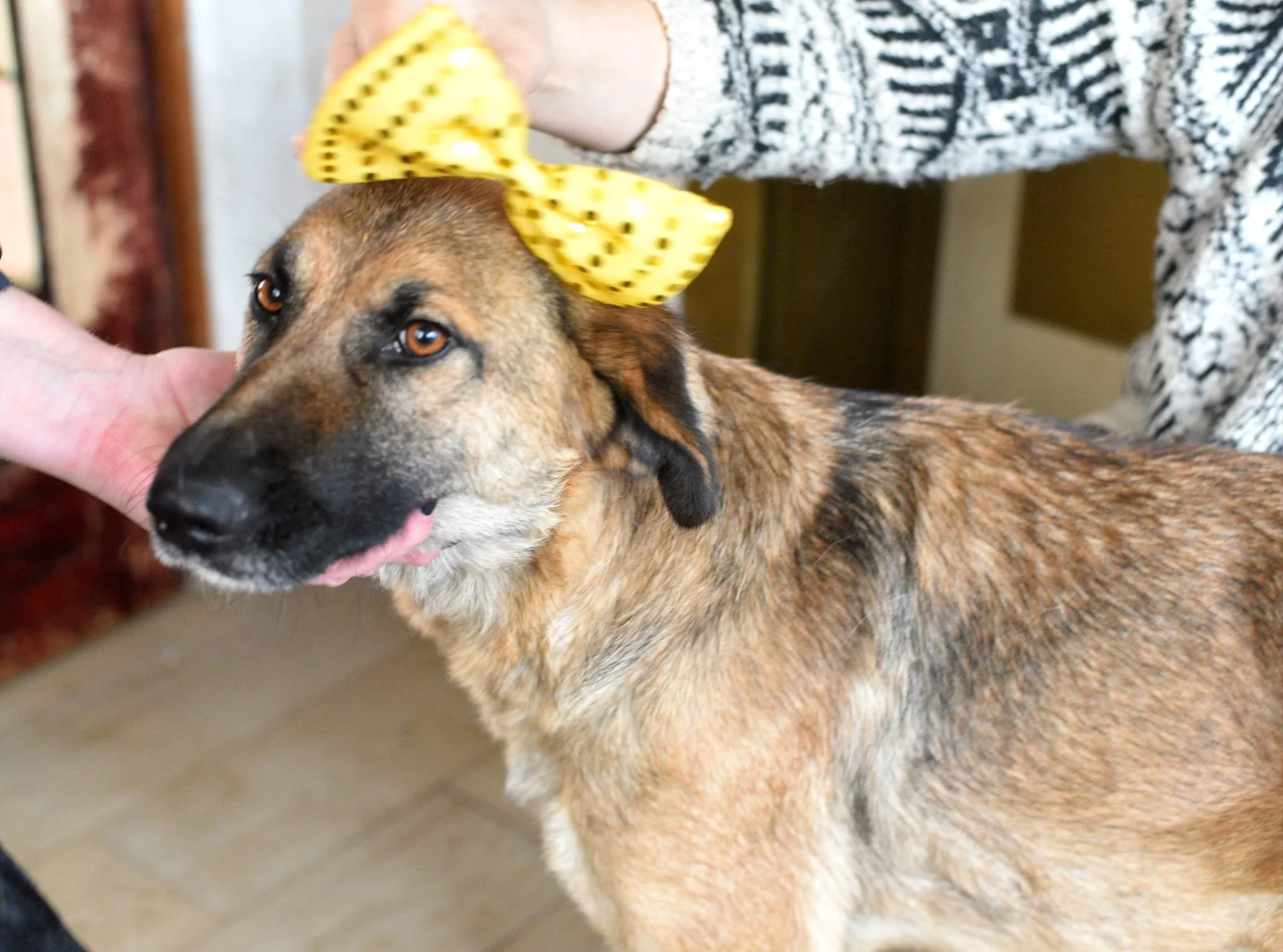Dog with a yellow bow on its head being petted by a person in a striped sweater.