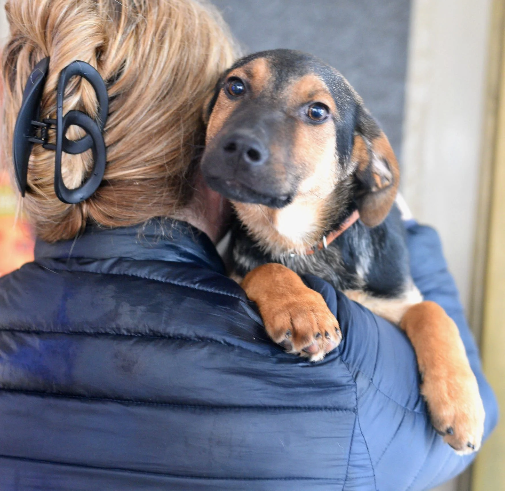 A person with blonde hair and a black hair clip holding a young tricolor puppy with black, brown, and white fur.