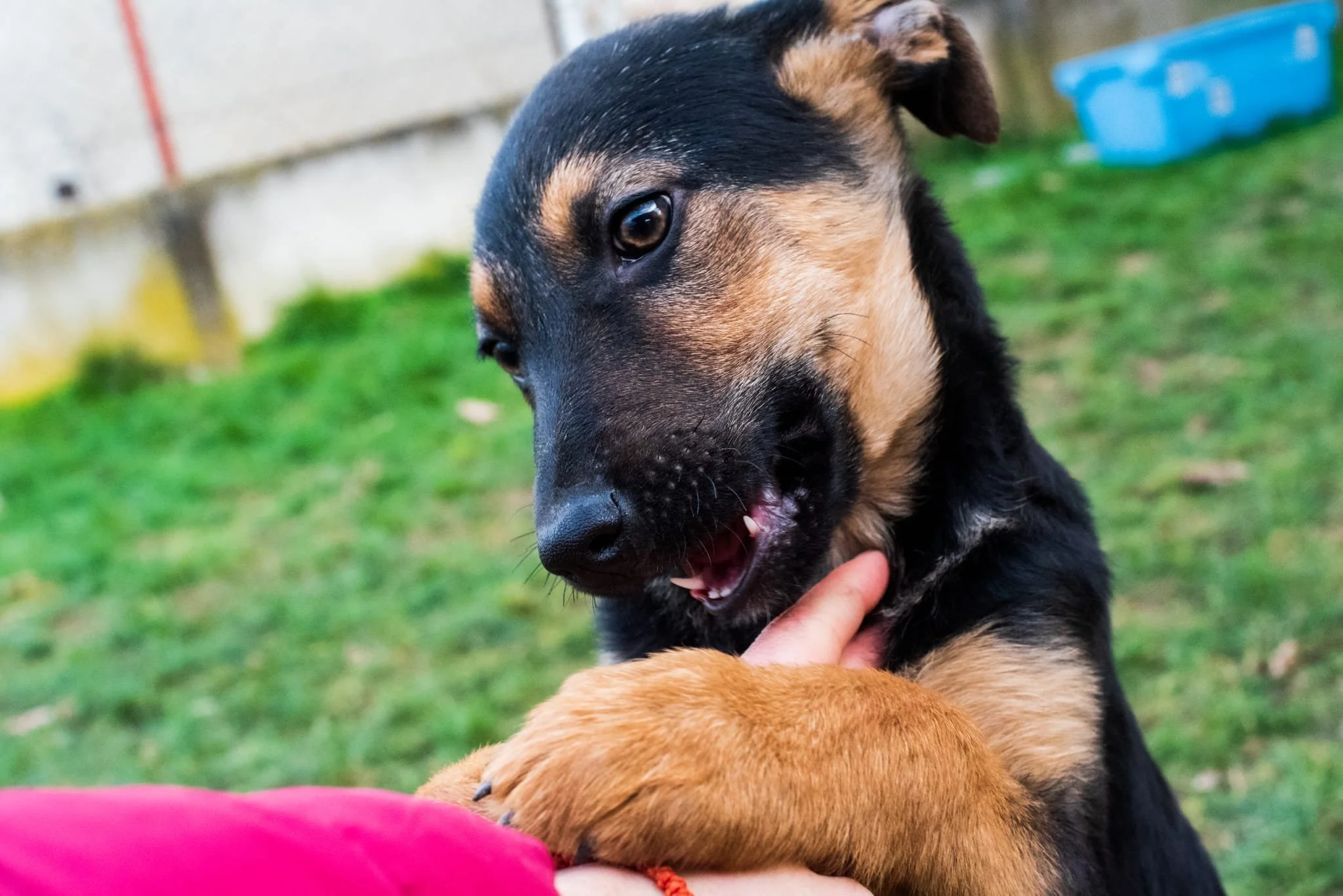 A black and tan puppy with its mouth open, gently biting a person's finger, outdoors on grass with a blue container in the background.