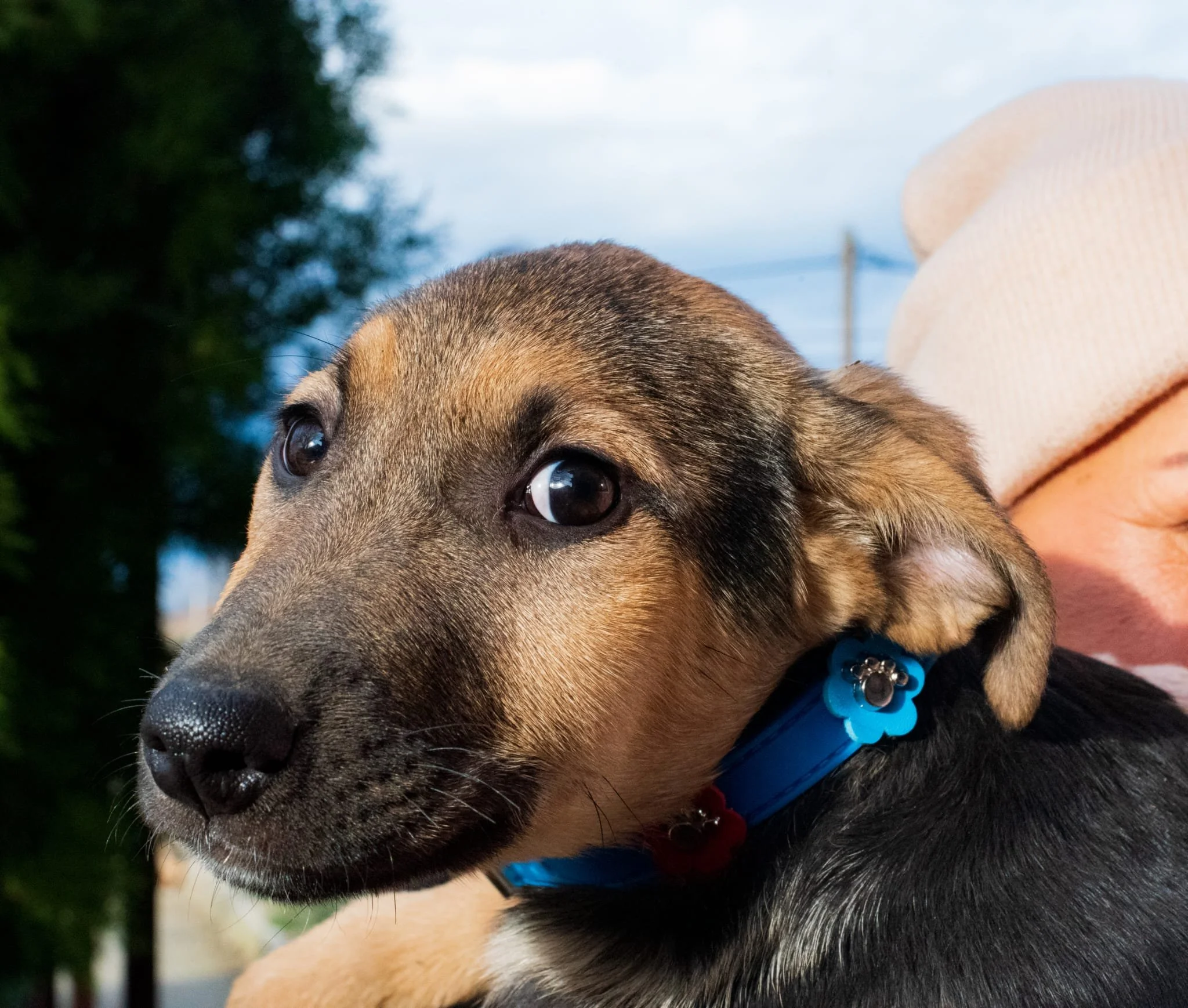 Close-up of a young dog with brown and black fur, wearing a colorful collar with flower decorations, held by a person in a light-colored hoodie outdoors.