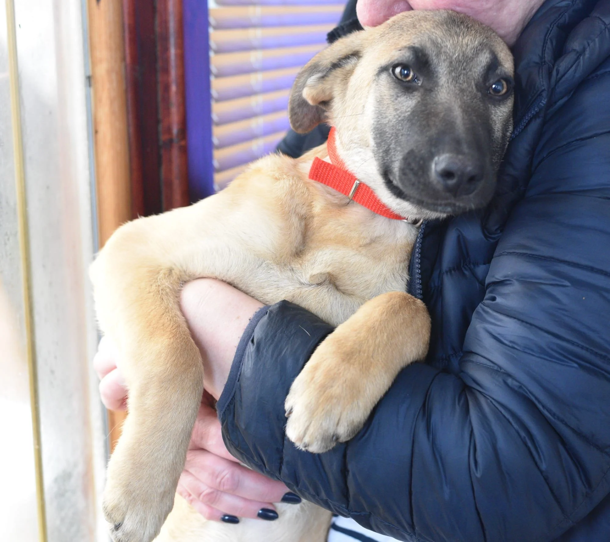 Person in a dark puffer jacket holding a tan puppy with a black face and red collar.
