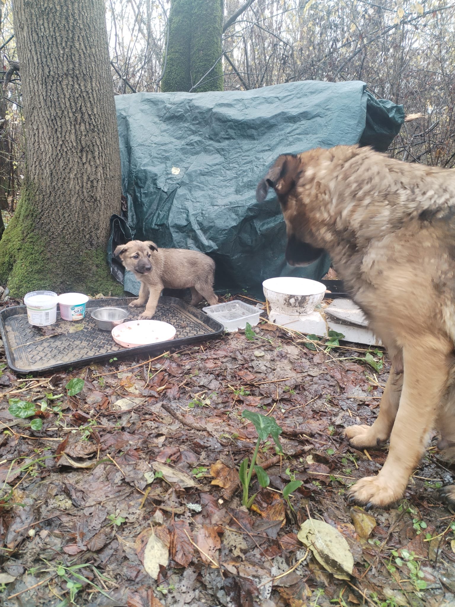 Two dogs, one puppy and one large adult, are outdoors near a tree with leaves on the ground. The puppy is on a tray and the adult is standing nearby. There are bowls, cups, and containers of food and water on the ground.
