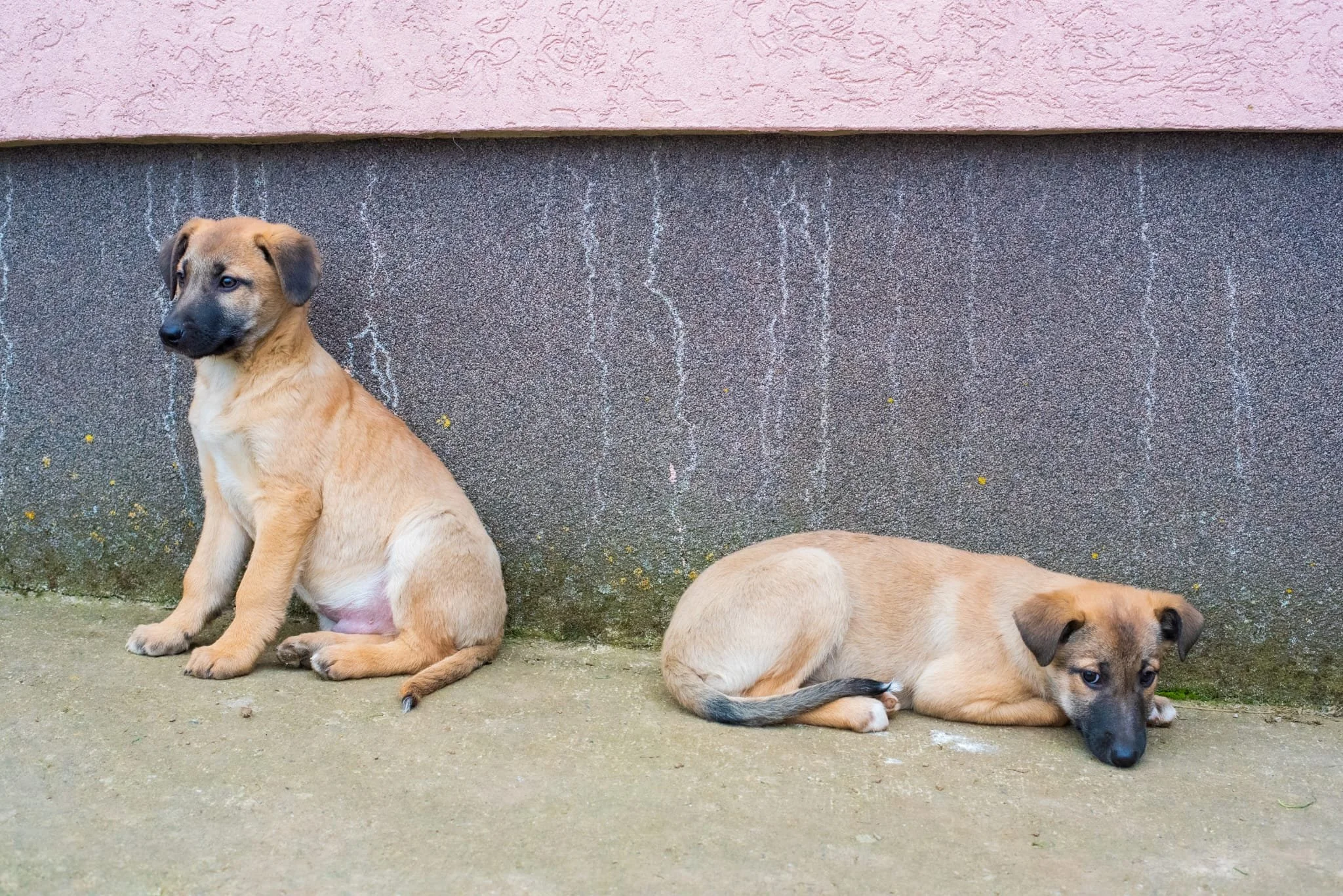 Two tan puppies with black faces sitting and lying on concrete ground against a textured wall with pink and grey sections.