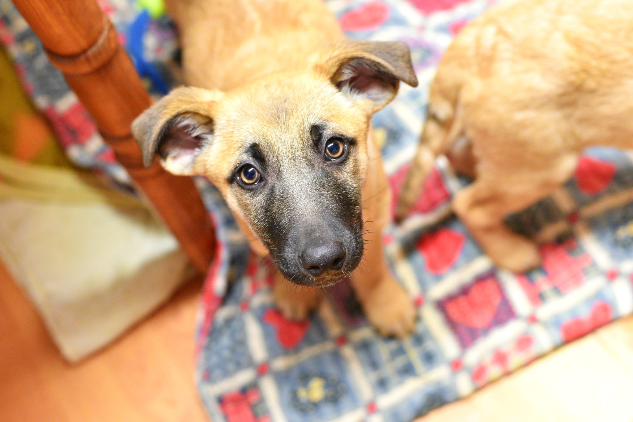 A young tan and black puppy sitting on a colorful patterned rug, looking up at the camera.