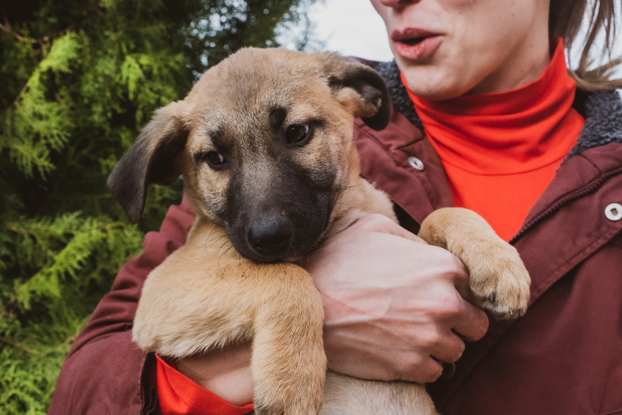 A person holding a young puppy with tan and black fur outdoors, with green trees in the background.