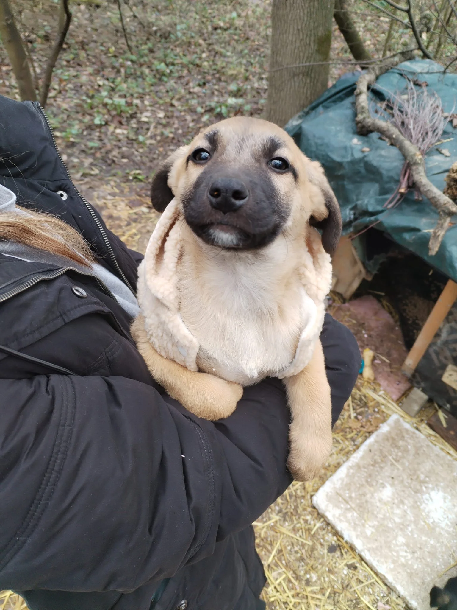 A person holding a small puppy with a black and tan coat and a furry hoodie, outdoors on a dirt and straw ground with trees and debris in the background.