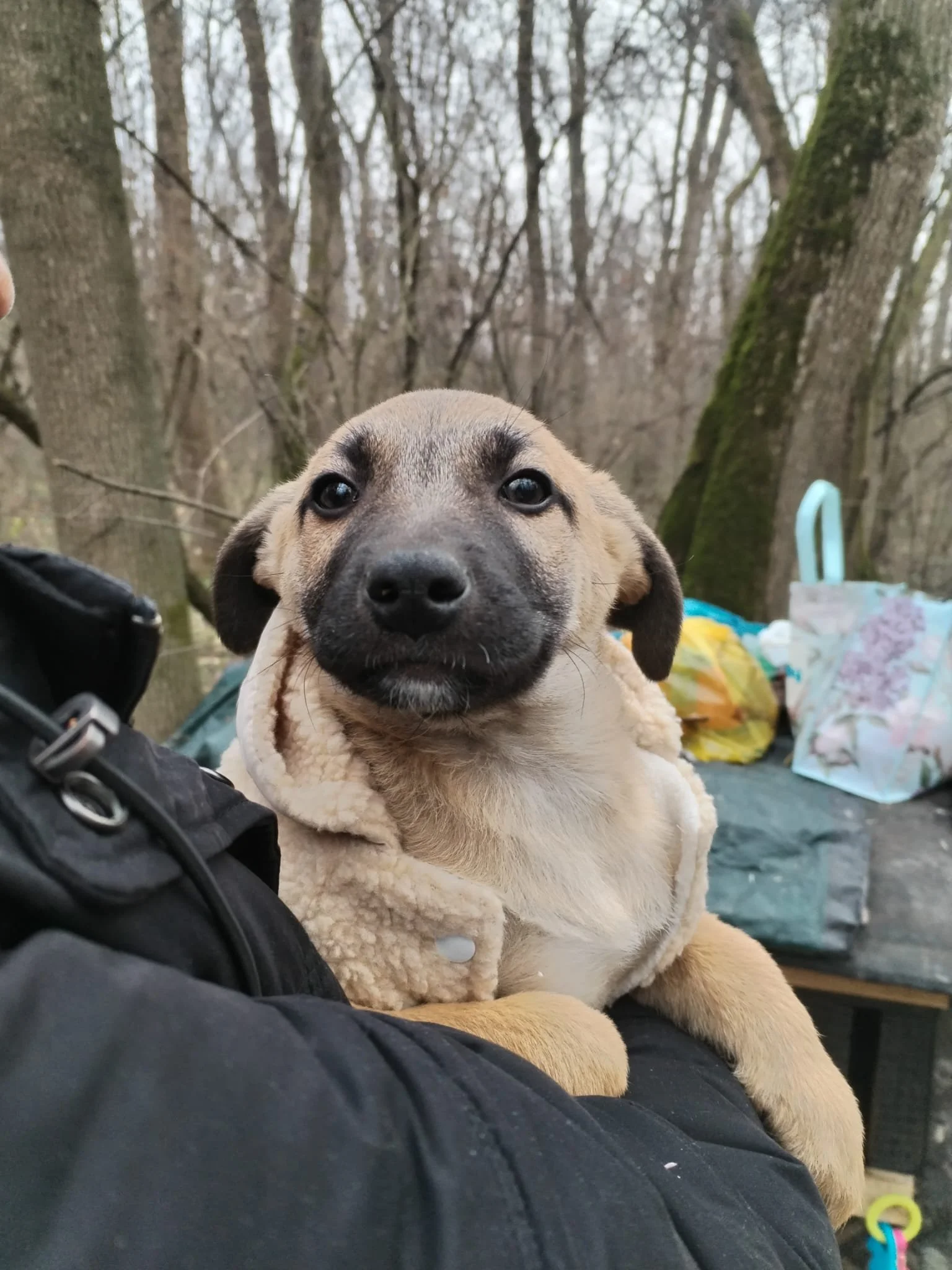 A cute dog wearing a cozy cream-colored jacket being held outdoors in a forest setting with trees and some bags in the background.
