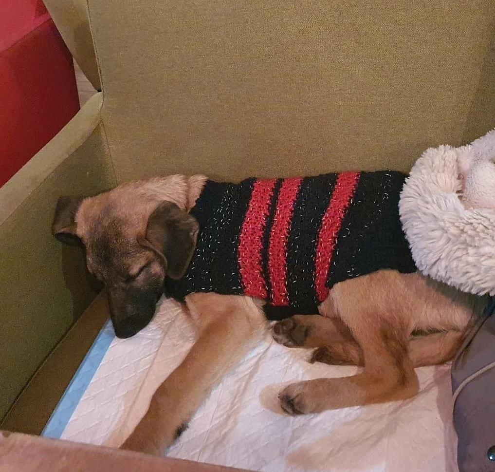 A dog resting on a disposable pee pad inside a corner, wearing a black sweater with red stripes.