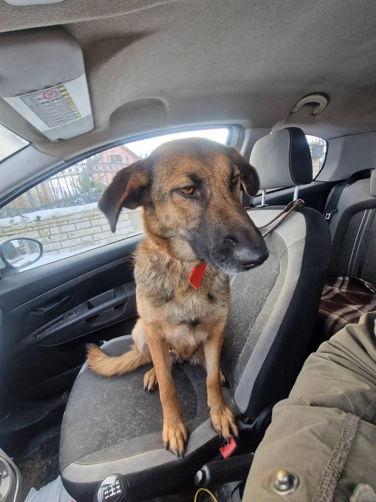 A dog with brown and black fur sitting on a car seat.