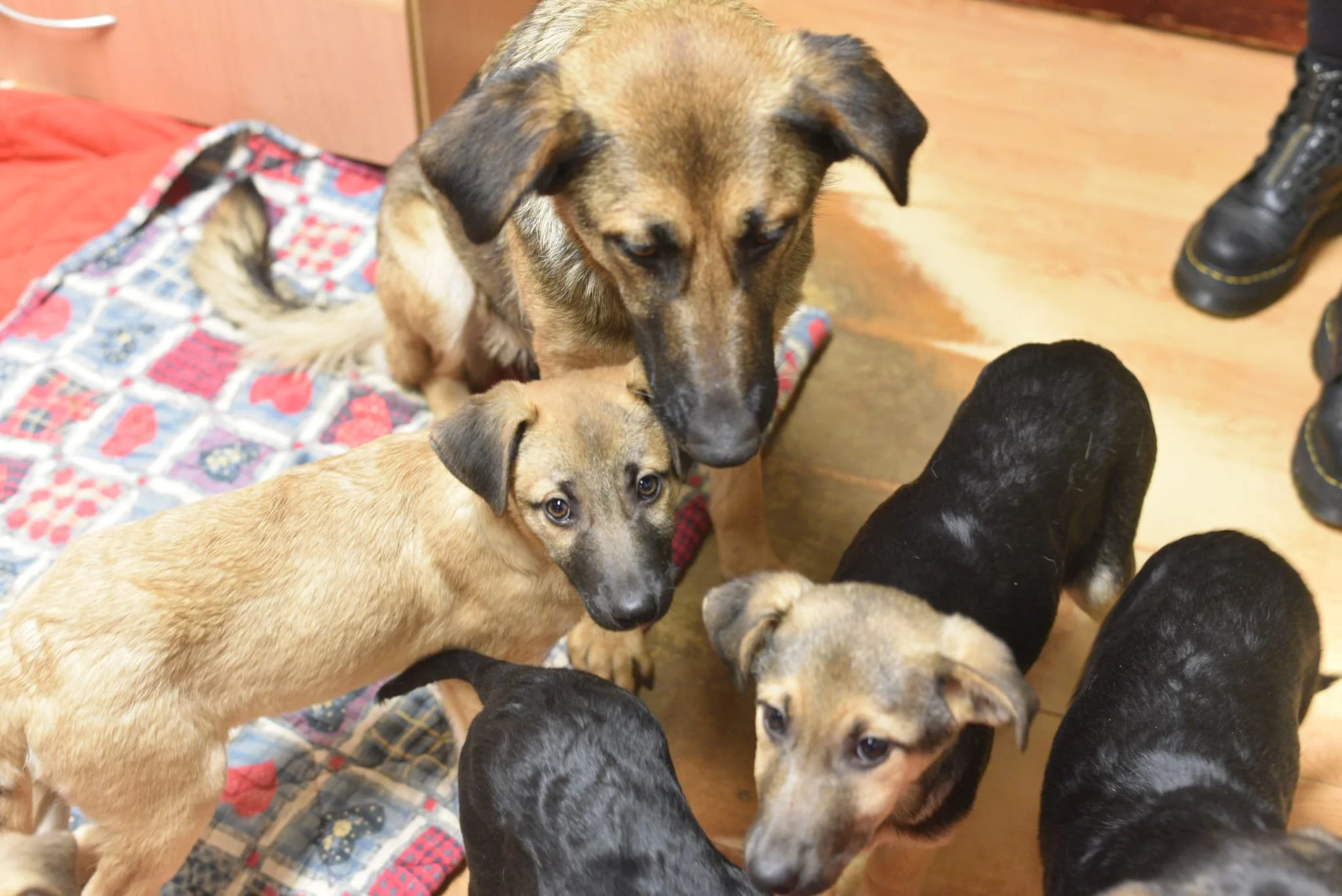 A group of mixed-breed puppies, some with black and tan or tan coats, are gathered around a larger brown and black adult dog in an indoor setting with wood flooring. One puppy is standing on a quilted blanket, and the other puppies are standing close