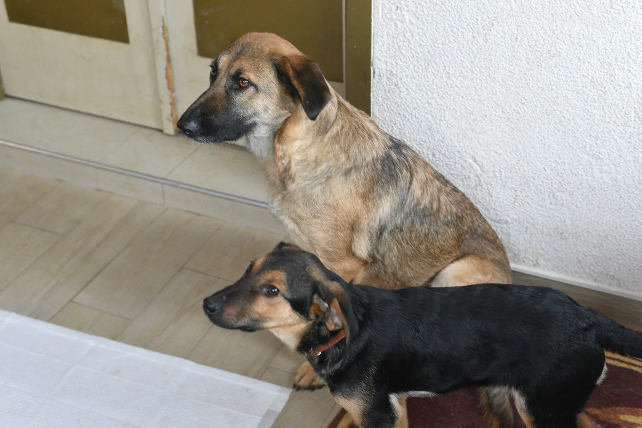 Two dogs sitting on the floor indoors, one larger tan and black dog and one smaller black and tan dog, near a white textured wall and a door.