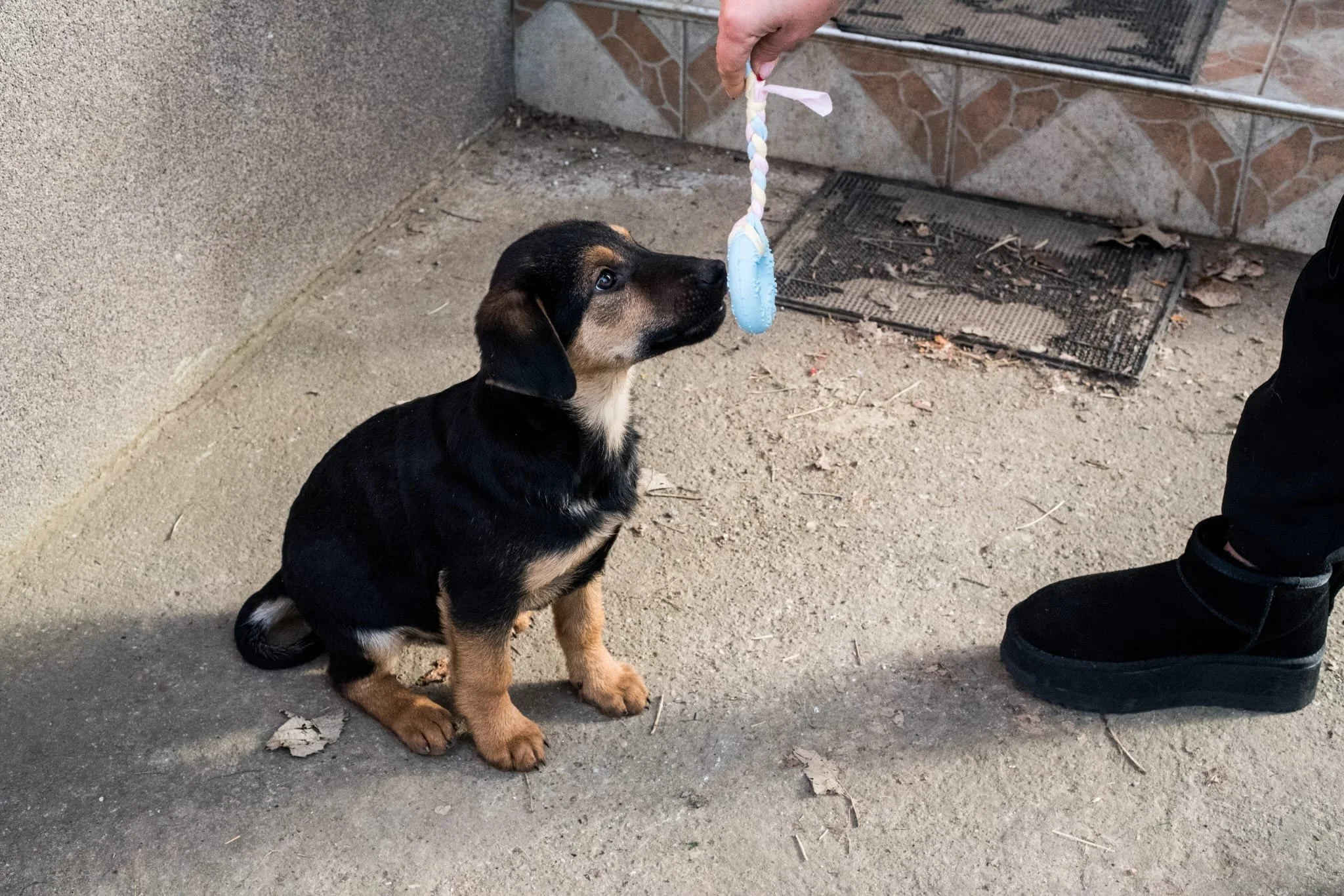 A small black and tan puppy sitting on a dirt ground, looking at a hand holding a blue chew toy with a pink and white twisted rope attached, next to a person's black shoe.
