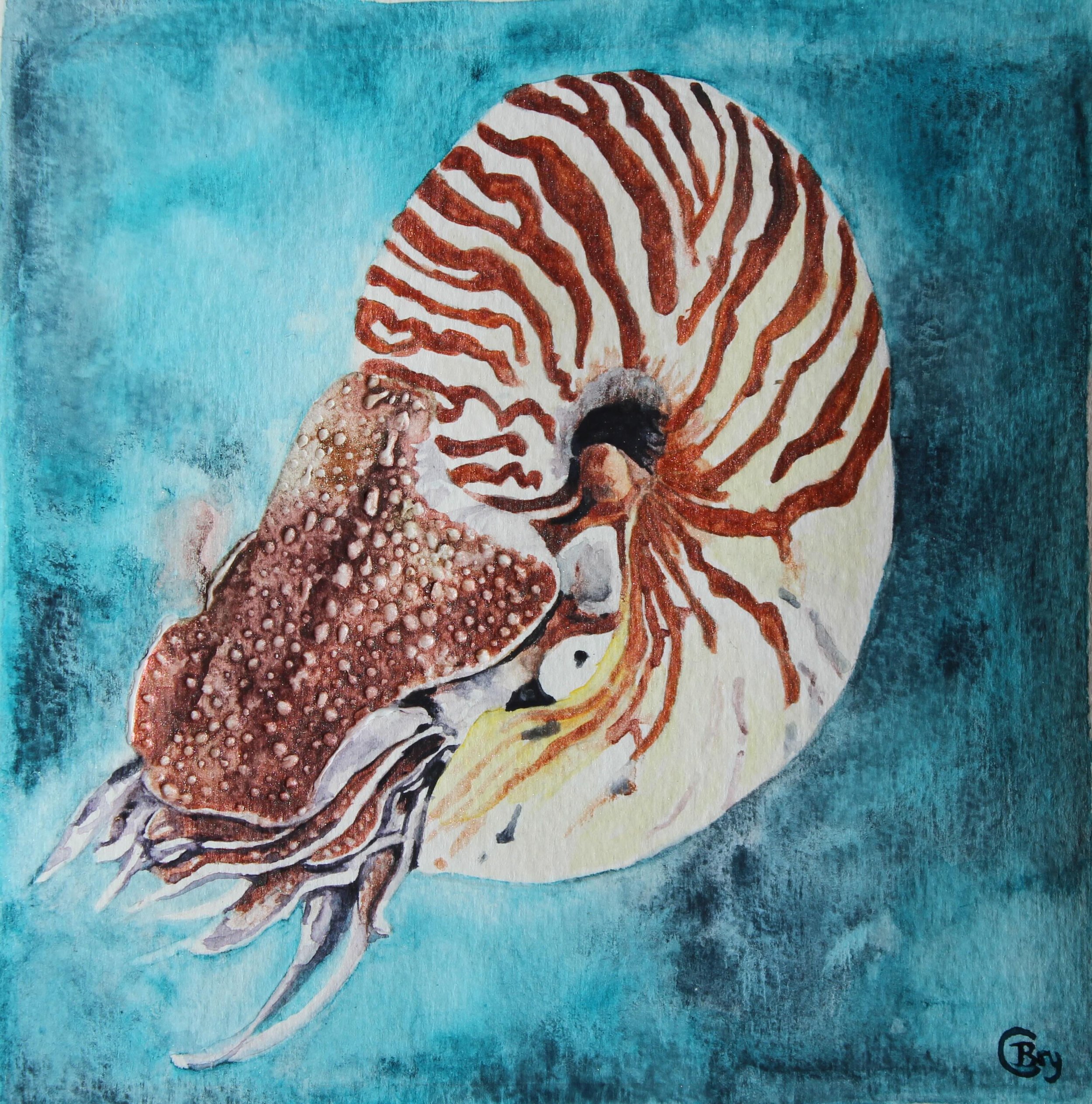 Bryony Caswell  1 preferred Nautilus unframed.jpeg
