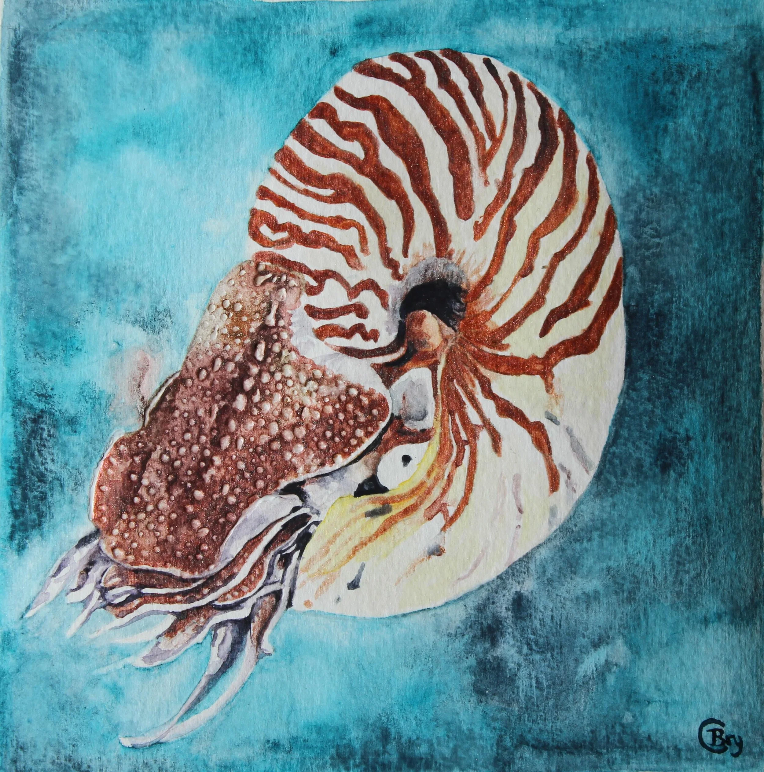 Bryony Caswell  1 preferred Nautilus unframed.jpeg