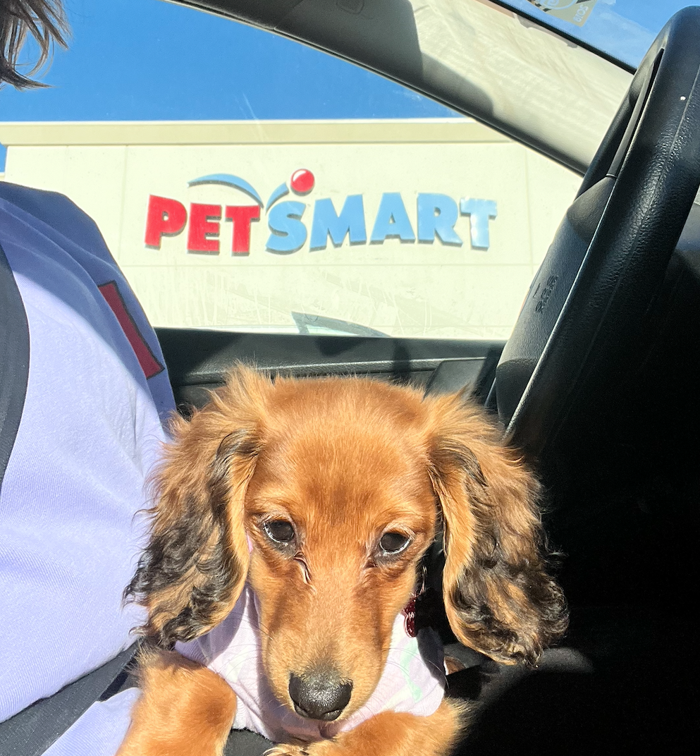 A person in a car holding a small brown dachshund puppy with long ears. The car is parked outside a PetSmart store visible through the window in the background.