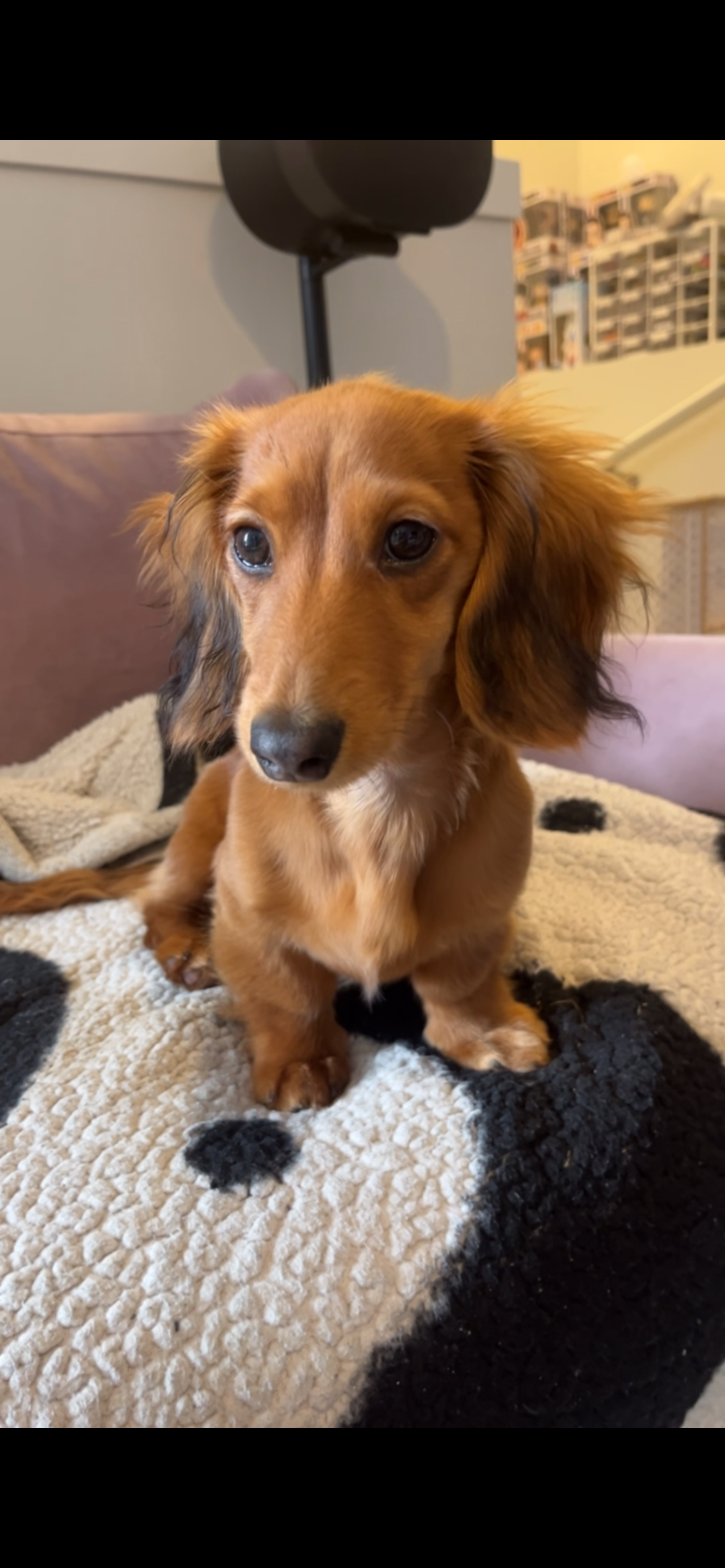 A small, brown long-haired dachshund puppy with floppy ears sitting on a black and white fleece blanket.