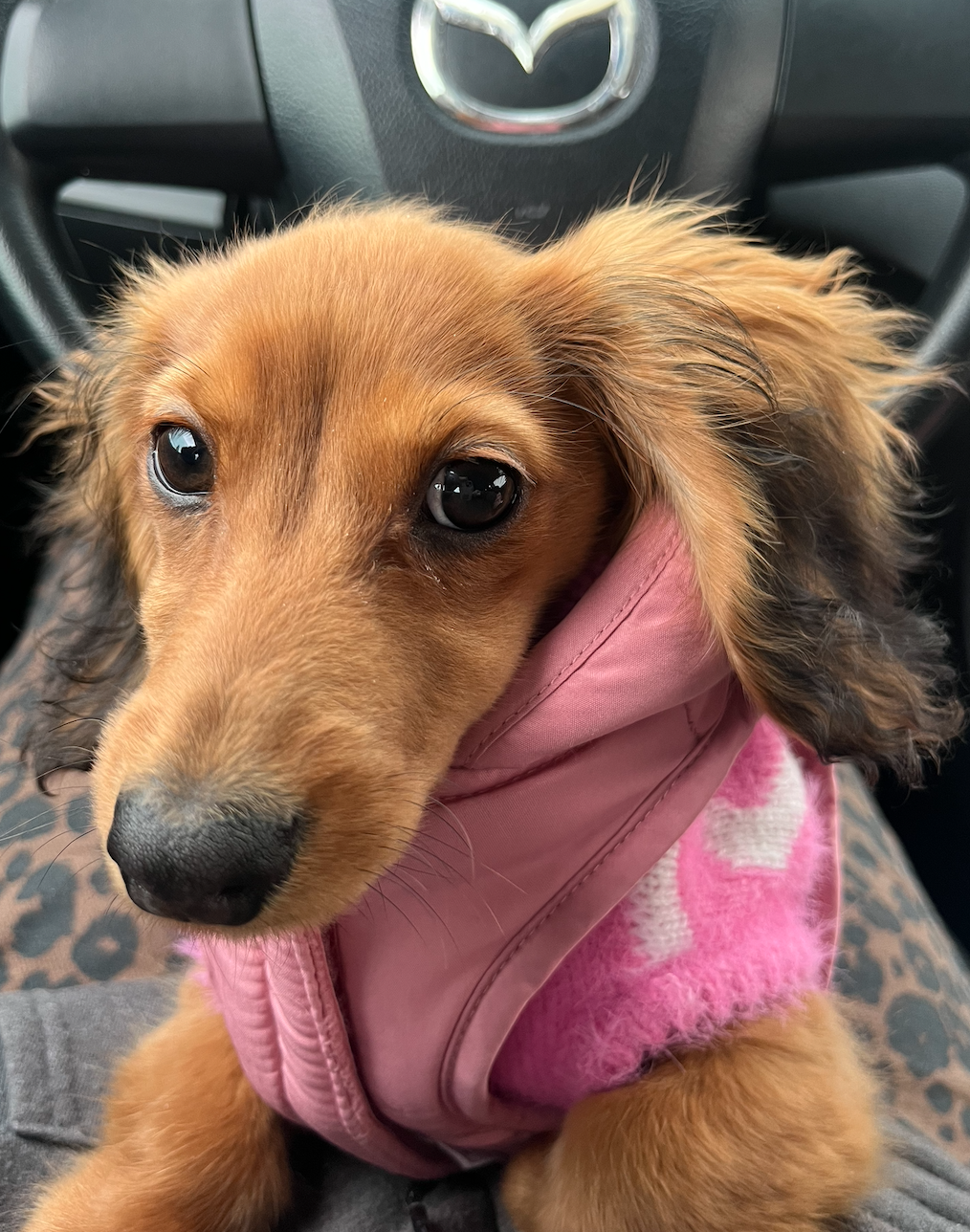 Close-up of a brown dachshund puppy wearing a pink fleece jacket with a heart pattern, sitting in a car with a Mazda logo on the steering wheel in the background.