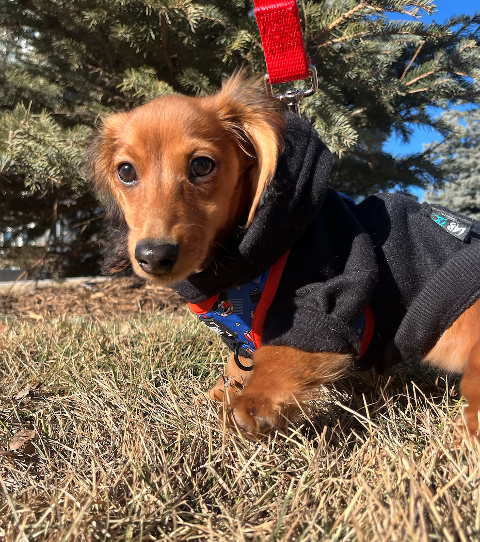A small brown Dachshund puppy wearing a black jacket and blue bandana, outdoors on grass with a pine tree and blue sky in the background.