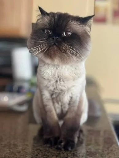 A cat with a large, round face and a flat nose, sitting on a table in a kitchen. The cat has dark points on its face, ears, paws, and tail with a lighter body.