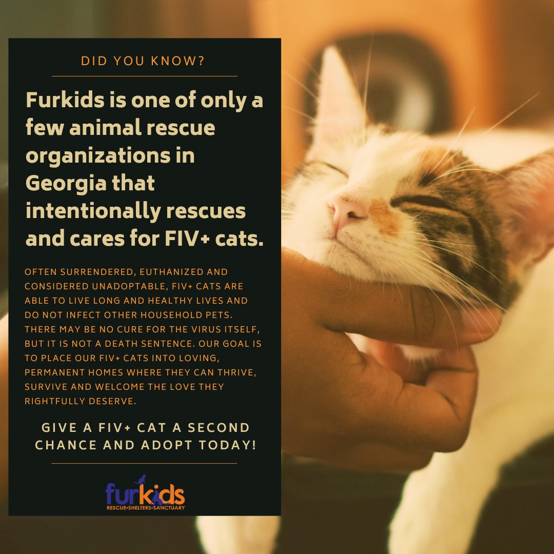 FurKids Social Media Graphic.png
