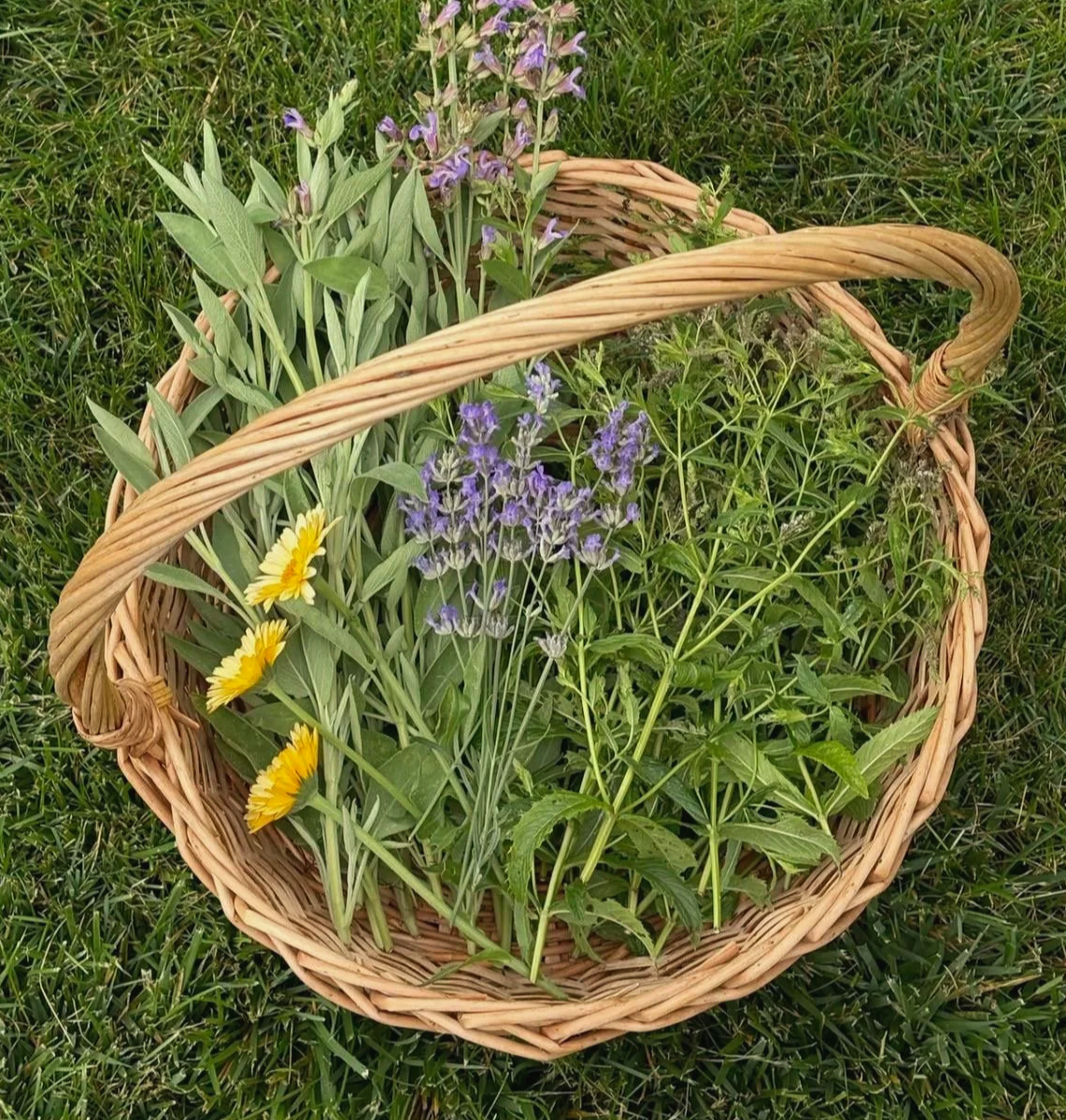 Herbal Consultation