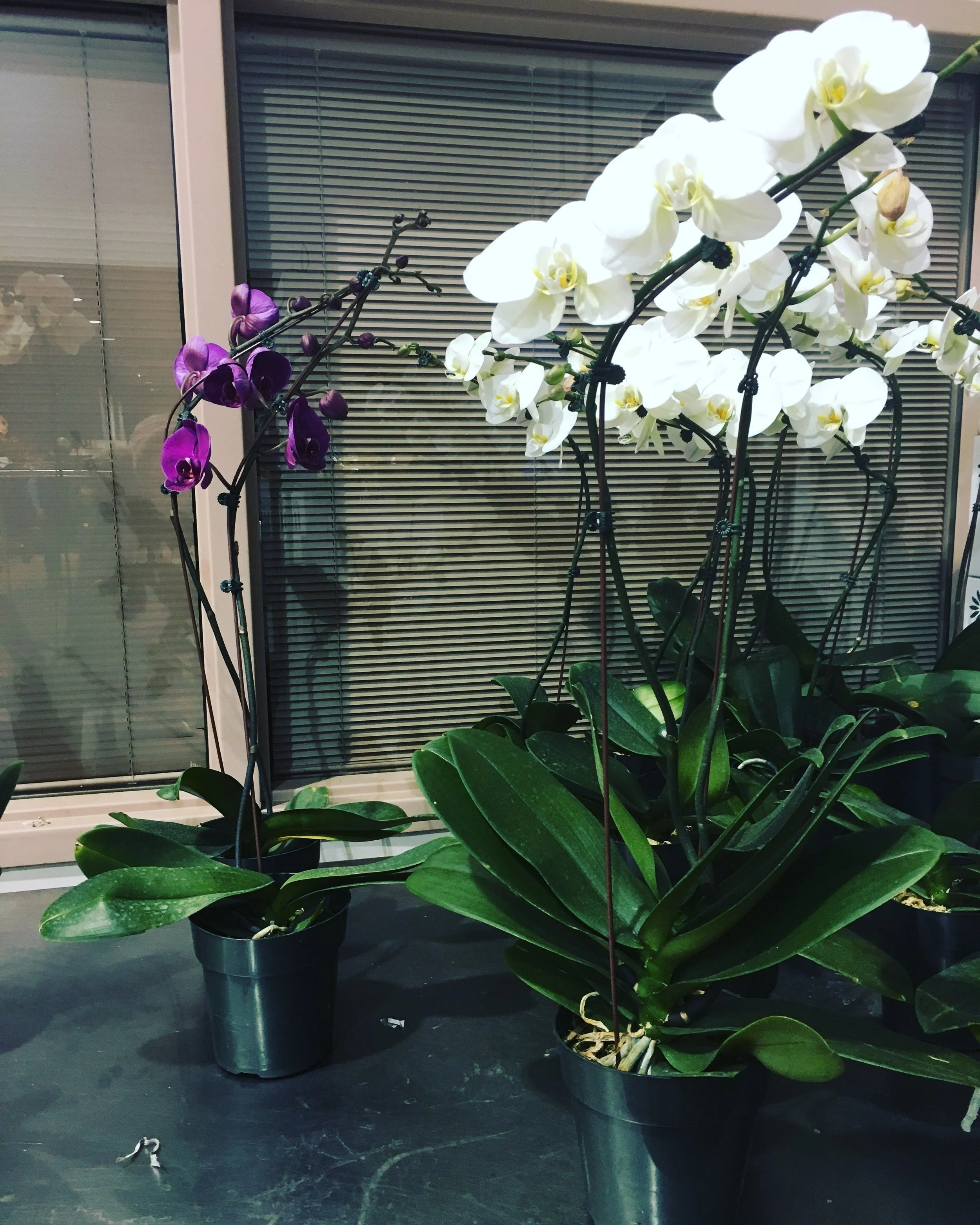 Orchids
