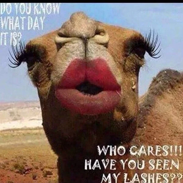 Hump day humor