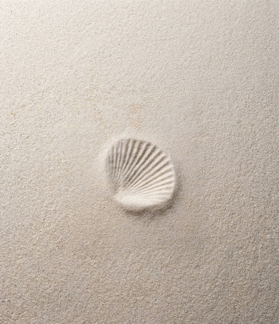 Close-up of a seashell embedded in fine white sand, with shadows cast by the shell's ridges.